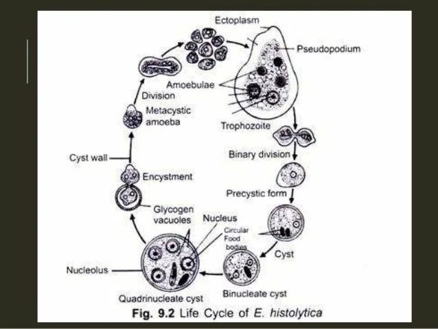 Стадии жизненного цикла дизентерийной амебы. Жизненный цикл дизентерийной амёбы. (Entamoeba histolytica).. Морфология жизненный цикл дизентерийной амебы. Цикл развития дизентерийной амебы. Жизненные формы амебы