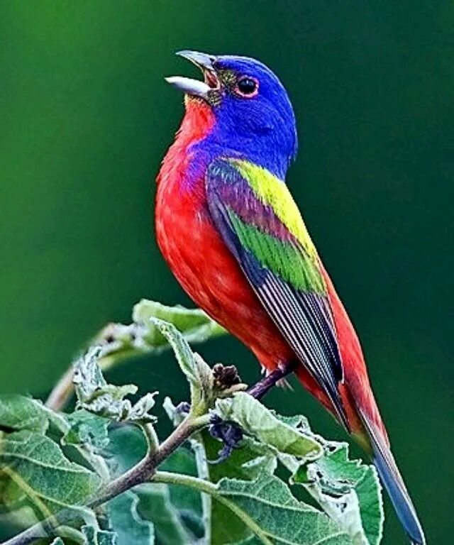 Оранжевогрудый овсянковый Кардинал. Расписной овсянковый Кардинал. Painted Bunting птица. Голубой овсянковый Кардинал.