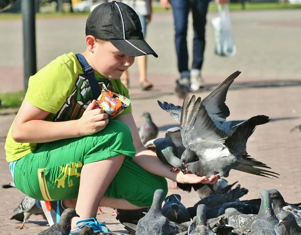 Кормление голубей. Мальчик кормит голубей фото. Мальчик с голубем. Дети кормят голубей.