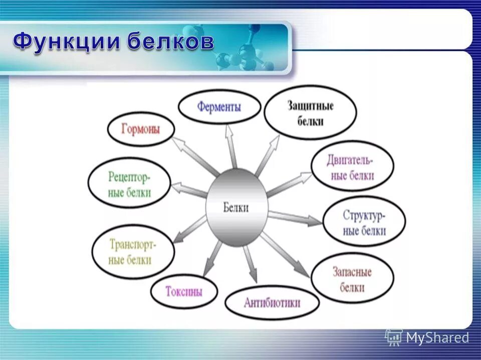 Функции белков кластер. Заполните кластер многообразие белков. Кластер белки биология. 10 Функций белков.