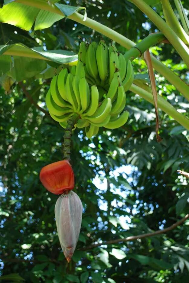 Банан это фрукт или овощ. Бананы растут. Экзотические фрукты банан. Банан это овощ или ягода. Банан это трава фрукт овощ или ягода