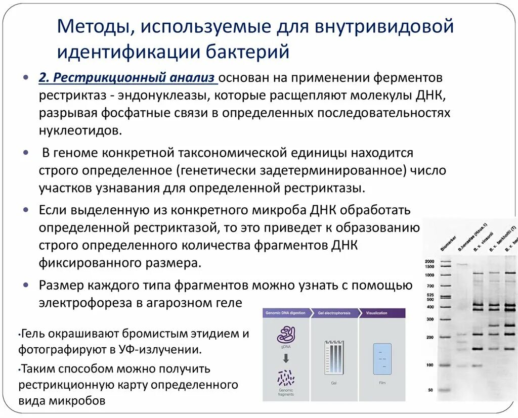 Признаки учета результатов. Принципы ускоренной идентификации микроорганизмов. Идентификация микроорганизмов и их внутривидовое типирование. Методы идентификации бактерий. Методы выявления бактерий.