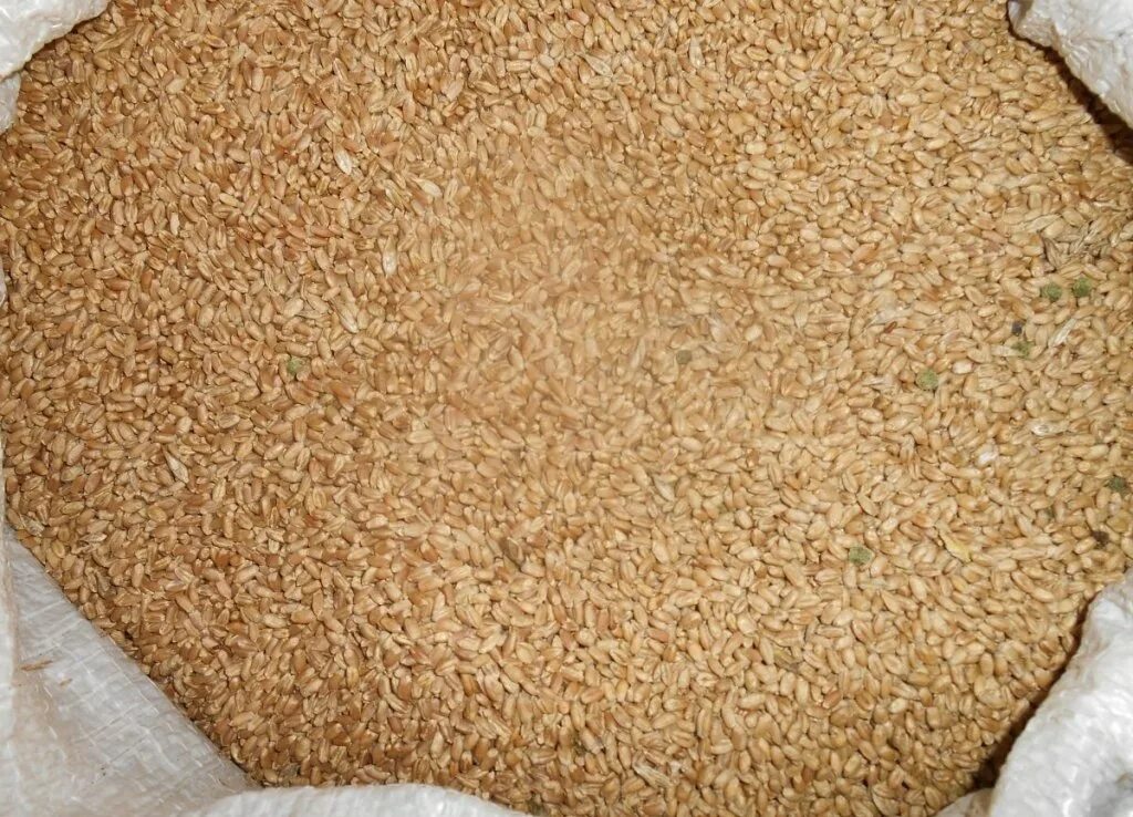 Пшеница в мешках. Мешок с зерном. Пшеница фуражная в мешках. Пшеница кормовая.