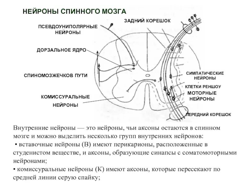 Строение спинного мозга анатомия Нейроны. Расположение нейронов в спинном мозге. Строение нервной клетки спинного мозга. Спинной мозг строение ассоциативные Нейроны.