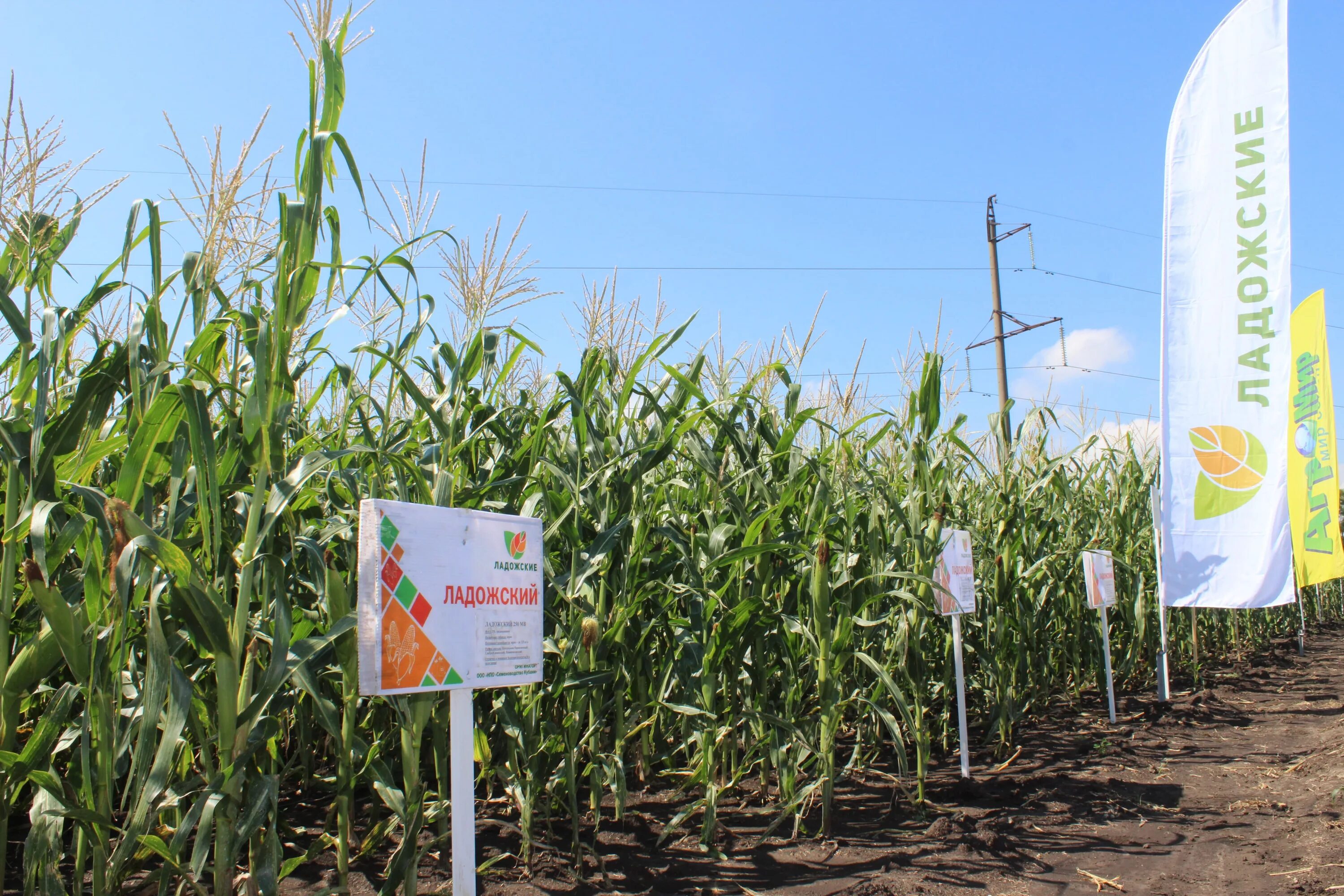 Ладожские семена. Гибридные семена. Гибриды кукурузы ладожские здание. Ладожские семена. Семена кукурузы пнд.