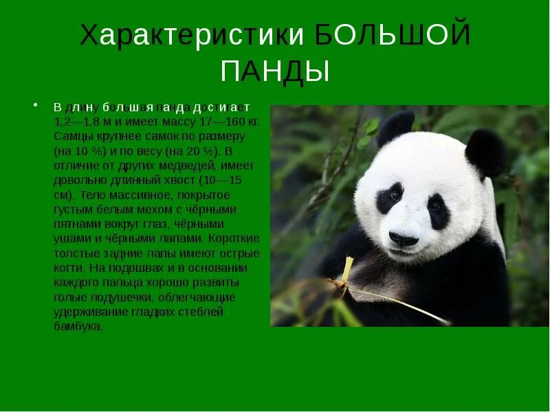 Ареал обитания панд: найдено 88 изображений