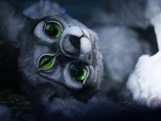 инопланетный зоопарк теория. существа из прибытие. человек попал в инопланетный зоопарк. прибытие 2016 гептапод. инопланетный зоопарк новосибирск.