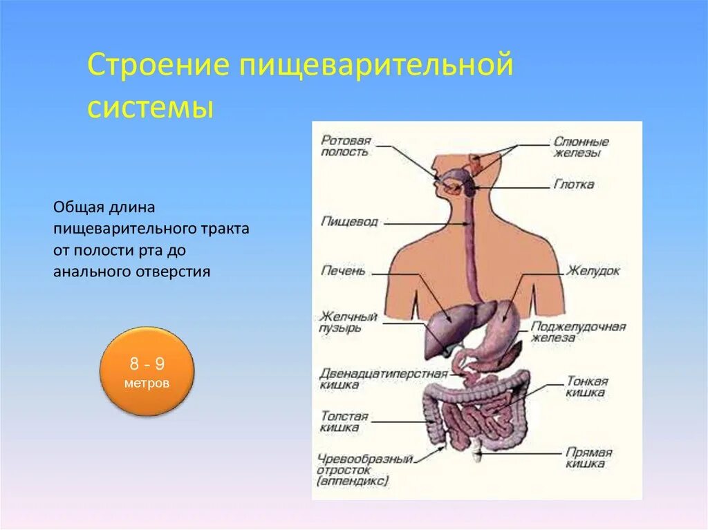 Система пищеварения человека. Строение пищеварительной системы человека. Пищеварение человека схема. Общая длина пищеварительного тракта человека. Самой длинной частью пищеварительного тракта