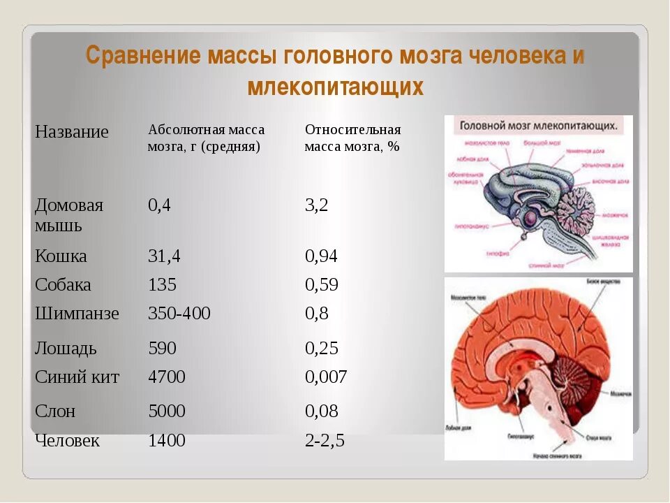 Мозг весит. Вес мозга млекопитающих. Сравнение массы головного мозга человека и млекопитающих. Средняя масса головного мозга человека.