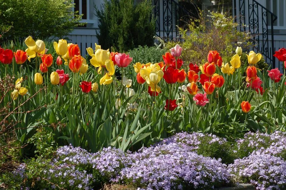 Tulips Bed Pink Forget Me - Free photo on Pixabay Coltivare i fiori, Giardino di