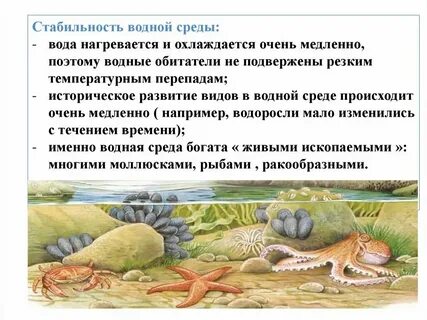 1 обитатель водной среды