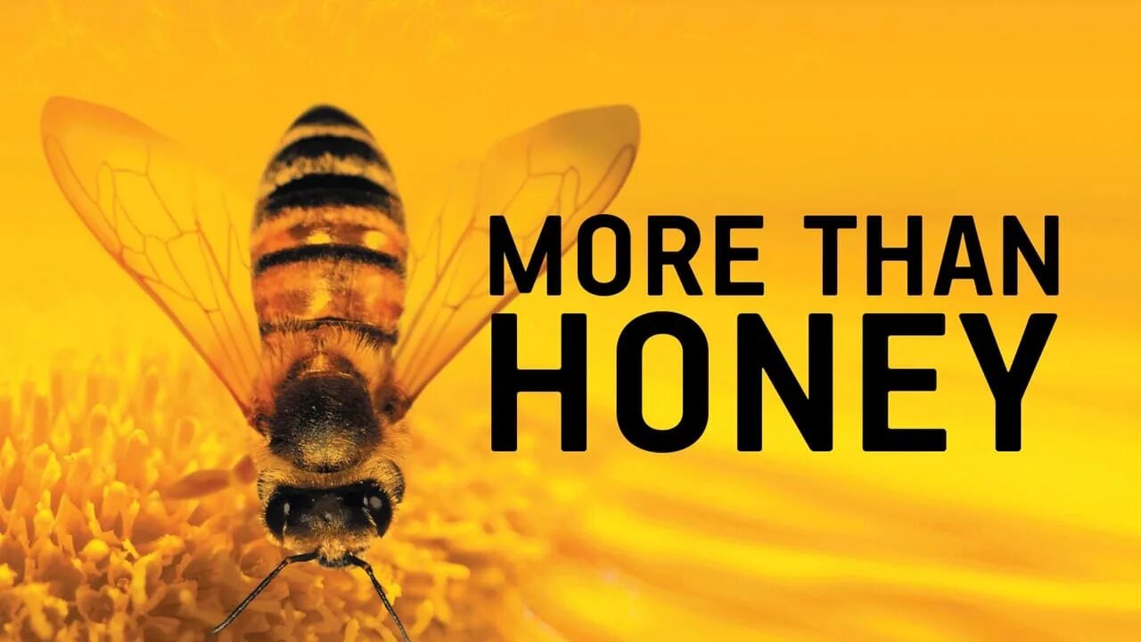 Включи honey. Больше чем мед. Больше чем мед (2012). More than Honey. ВВС пчелы.