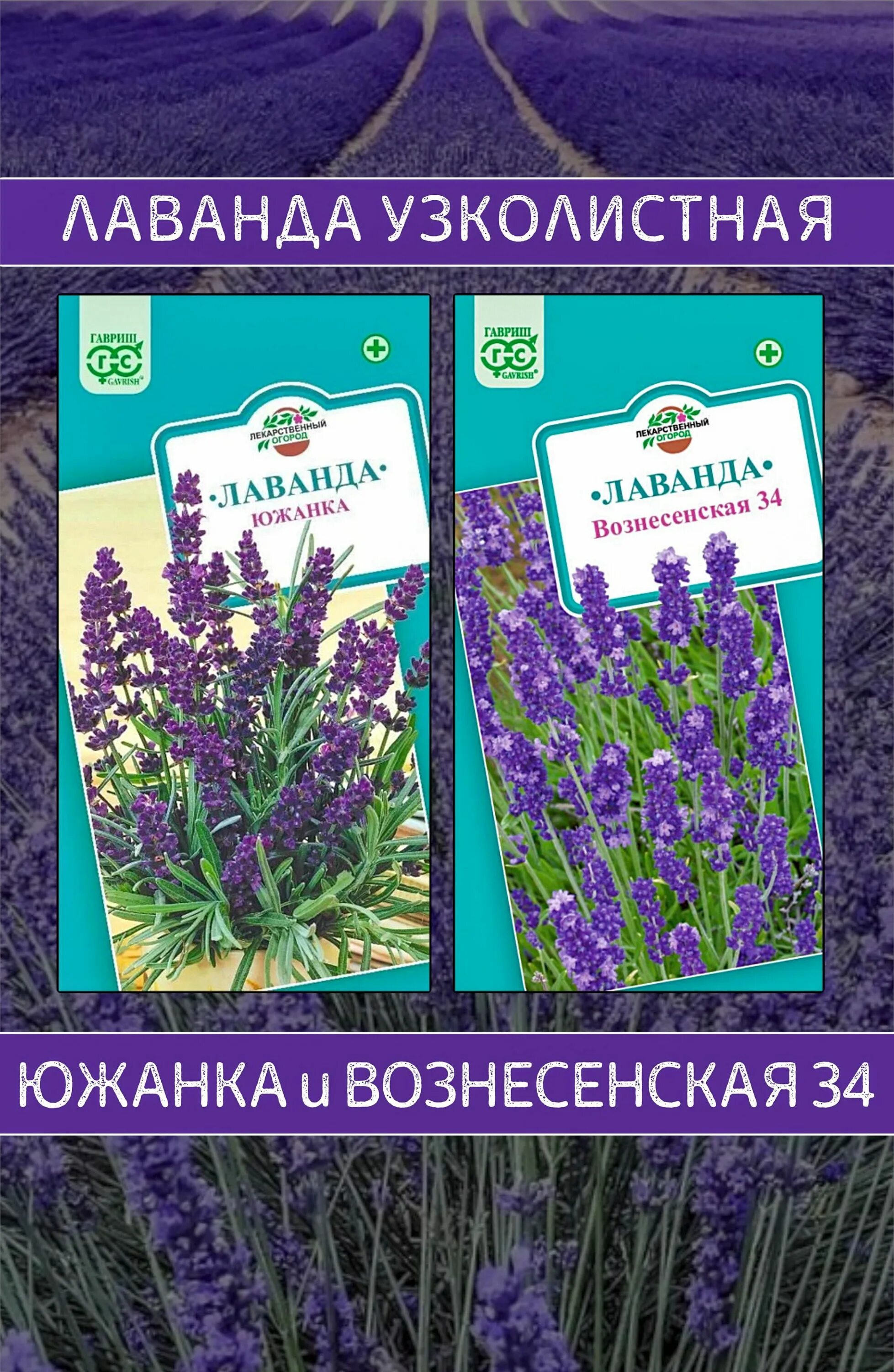 Лаванда сорт южанка. Семена лаванда вознесенская 34. семена лаванда южанка. лаванда гавриш. лаванда вознесение 34.