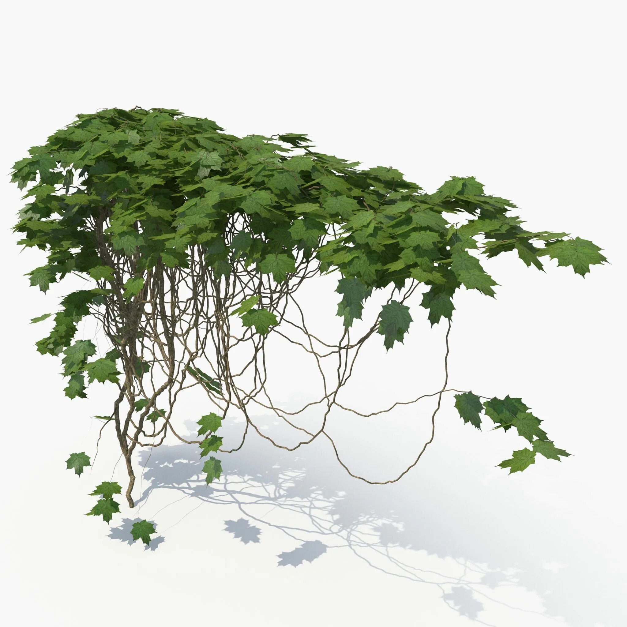Ivy model