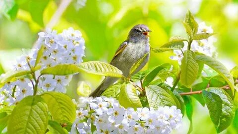 Песни весенний лес птиц