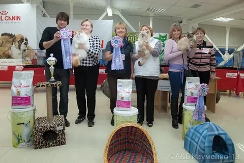 Выставка кошек ярославль