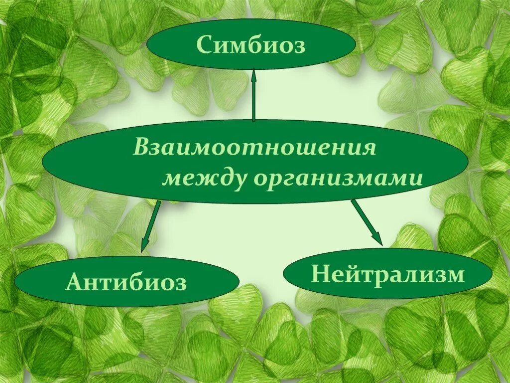 Перечислить позитивные отношения. Биотические факторы антибиоз. симбиотические взаимоотношения организмов. взаимоотношения между организмами. типы взаимоотношений симбиоз нейтрализм антибиоз.