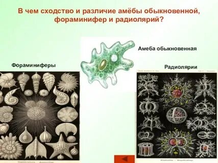 Фораминифера амеба радиолярия