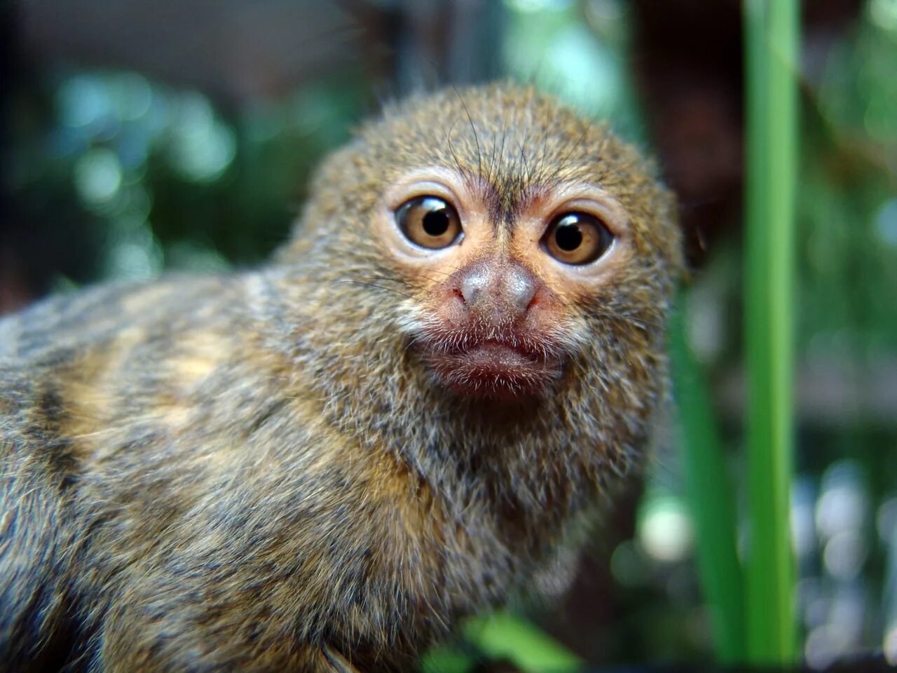 Карликовая обезьянка игрунка. Маленькая обезьянка мармозетка. Карликовая игрунка. Обезьяна мармозетка. Обезьянка белоухая игрунка.