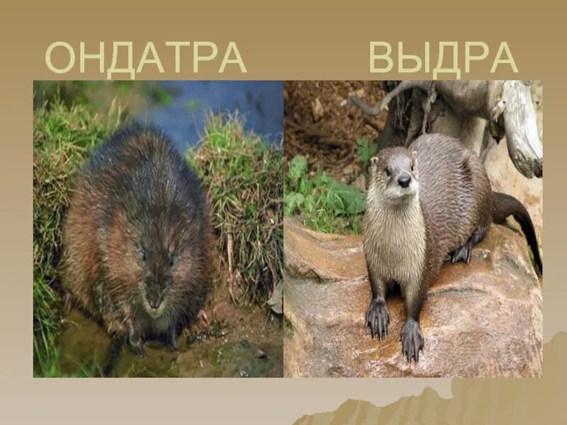 Чем выдра отличается. Выдра и ондатра. выдра ондатра нутрия бобер. выдра ондатра нутрия. нутрия ондатра бобр.