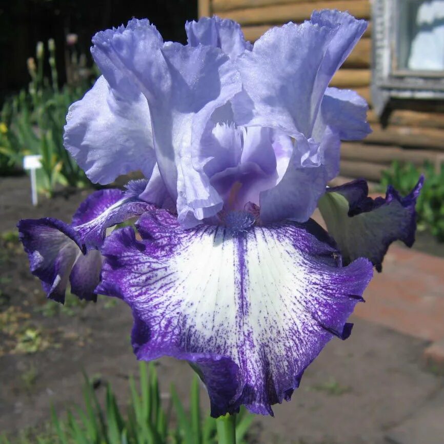 Iris 1.20 fabric