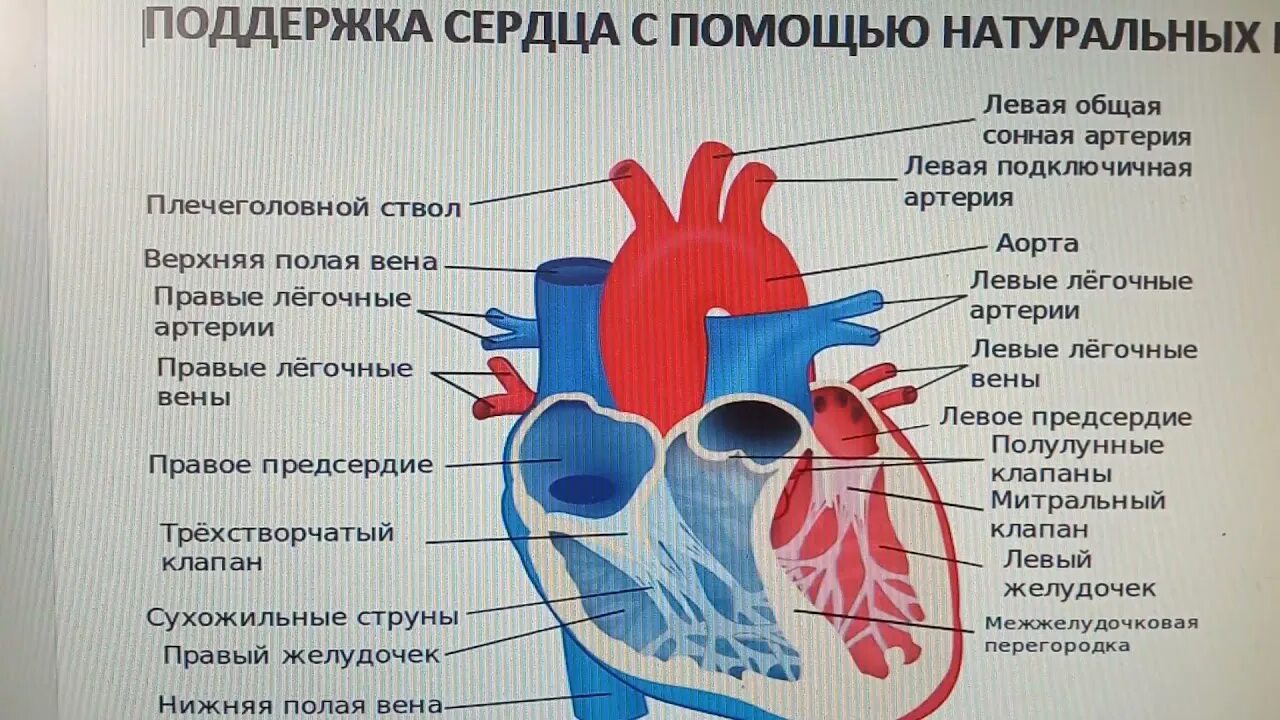 Помощь сердцу