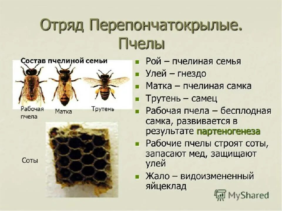 Исследование конечностей домашней пчелы какая биологическая наука. Строение пчелиной семьи трутень. Иерархия медоносных пчел. Состав пчелиной семьи 7 класс. Медоносная пчела отряд и Тип развития.