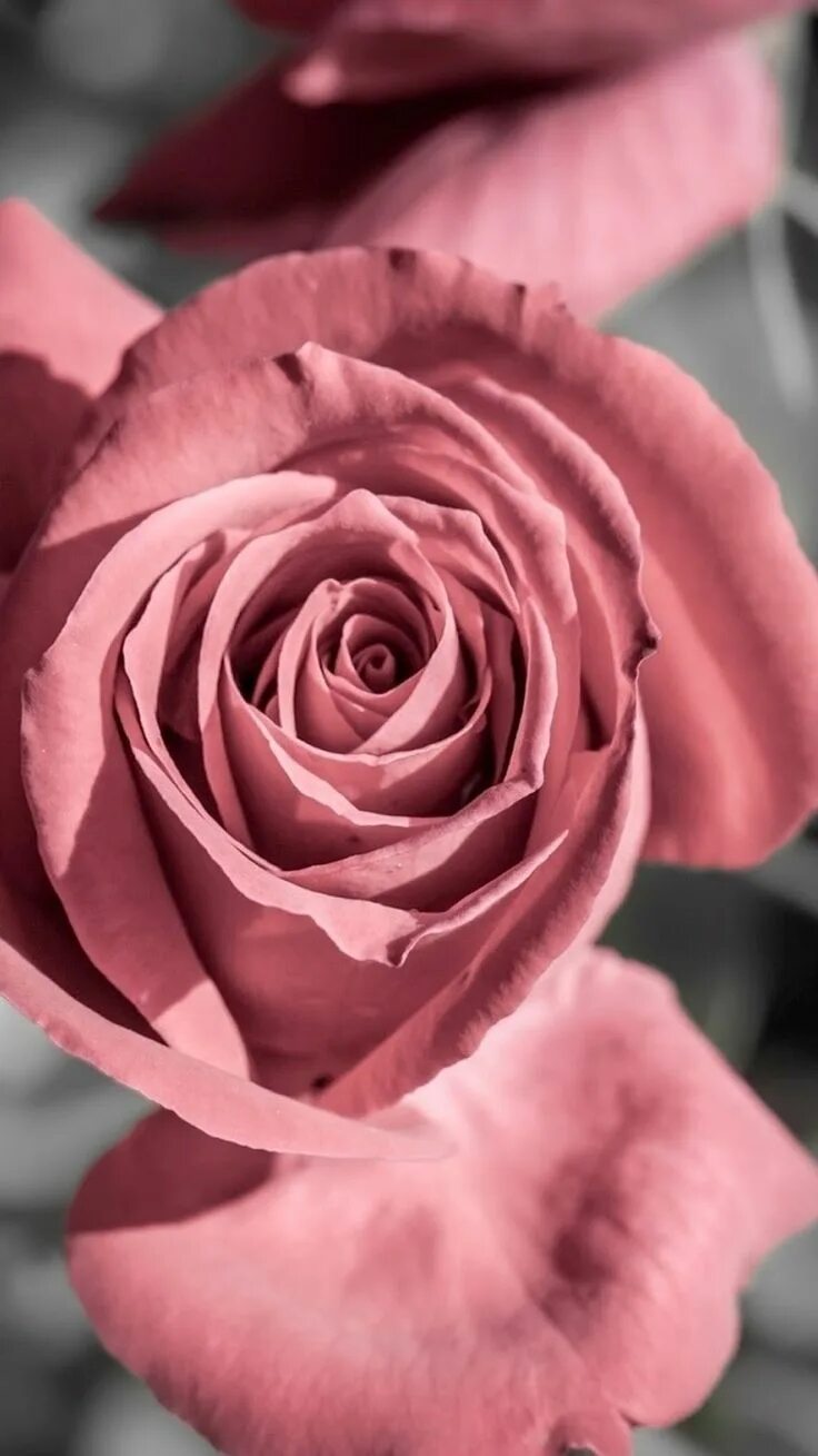 160 Mauve ideas mauve, dusty rose and mauve, mallow flower