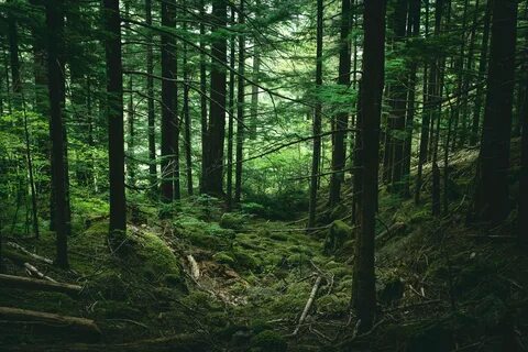 Forest the against