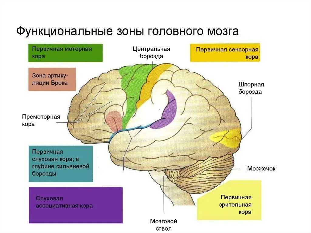 Функциональные отделы коры головного мозга. Функциональная характеристика коры головного мозга.