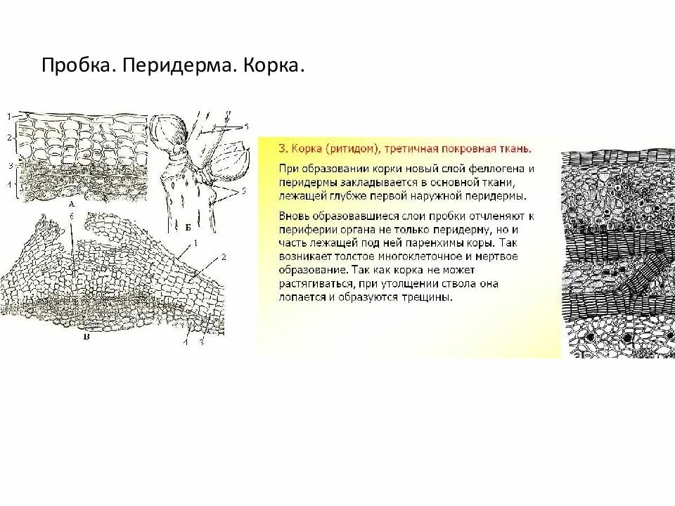 Пробка строение клеток. Строение перидермы и корки. образовательная ткань перидермы представлена. покровная ткань перидерма образована. перидерма местоположение в растении.