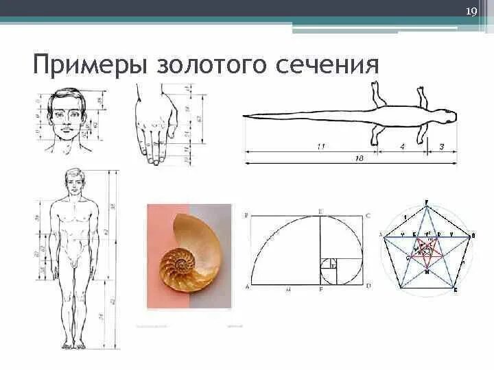 Голден ратио золотое сечение. Золотое сечение в математике. Золотое сечение. Римеры золотого сечени. Спираль фибоначчи мона лиза.