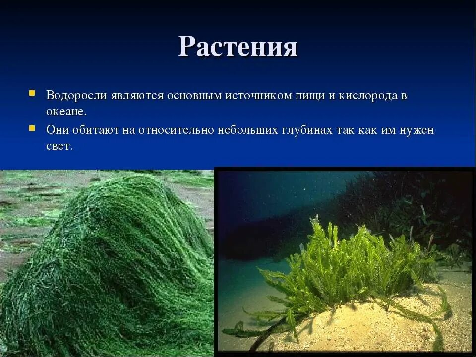 Фукус растение среда обитания. Растения обитавшие в аодной среде. Водоросли обитают. Растения живущие в водной среде.