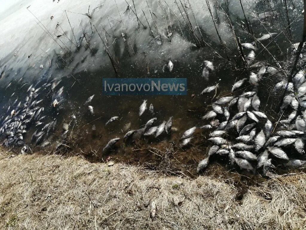 9 августа изменения. Уводь-Волга. Мор рыбы. Гибель рыбы в Иванове.