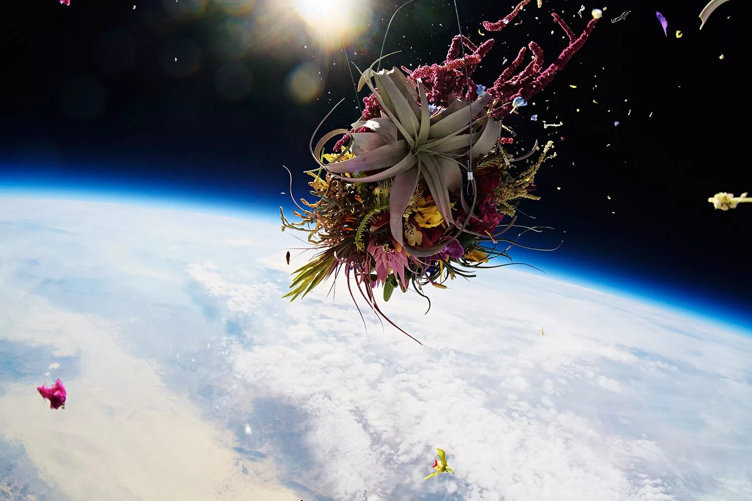 Космические растения. Цветы космос. Букет цветов космос. Красивый цветок космос. Space plants