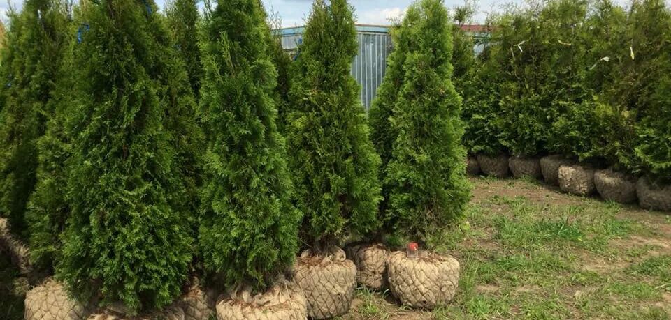 Туи 1 метр. Туя западная смарагд. Туя западная брабант изгородь. Туя западная смарагд (р9). Туя колоновидная смарагд.