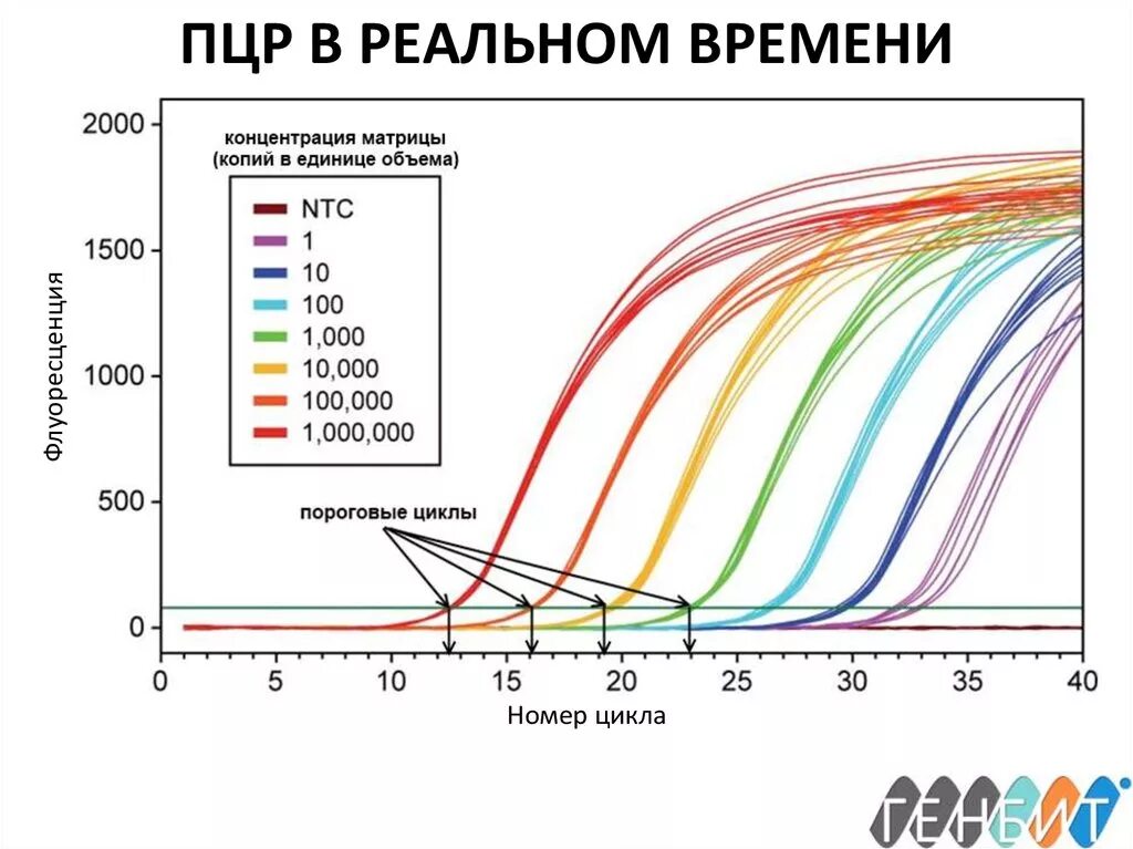 График реал тайм пцр. График амплификации пцр. График пцр в реальном времени. Реал тайм пцр. Реал тайм пцр.