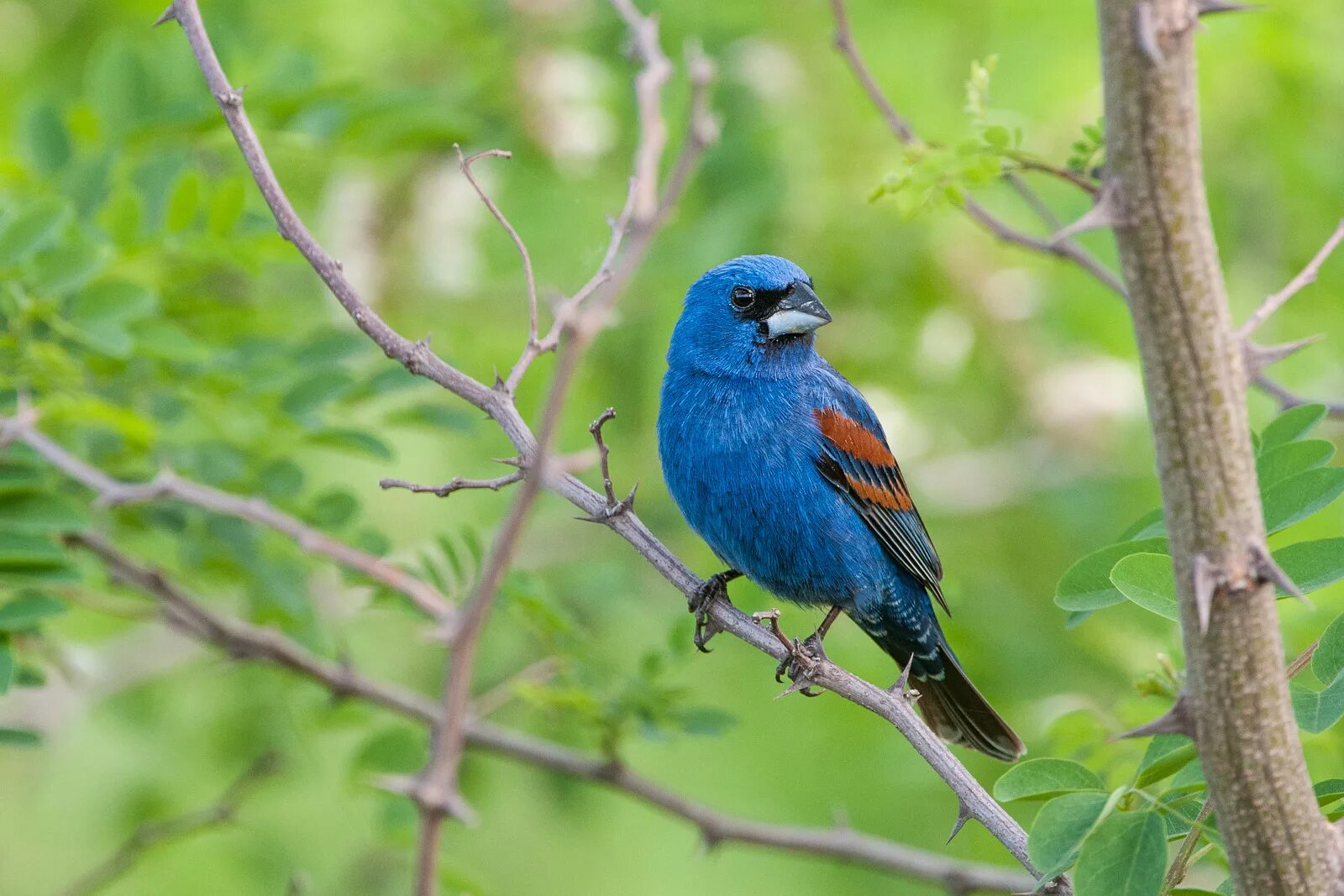 American birds. Птицы США. Голубая птица Америки. Синие птицы США. Американка птица.