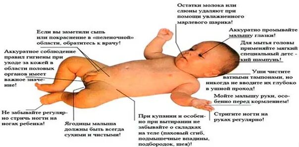 Как ухаживать за половым органом. Половые органы новорожденного мальчика. Половые органы новорожденных девочек. Правила ухода за новорожденным. Складки новорожденного.