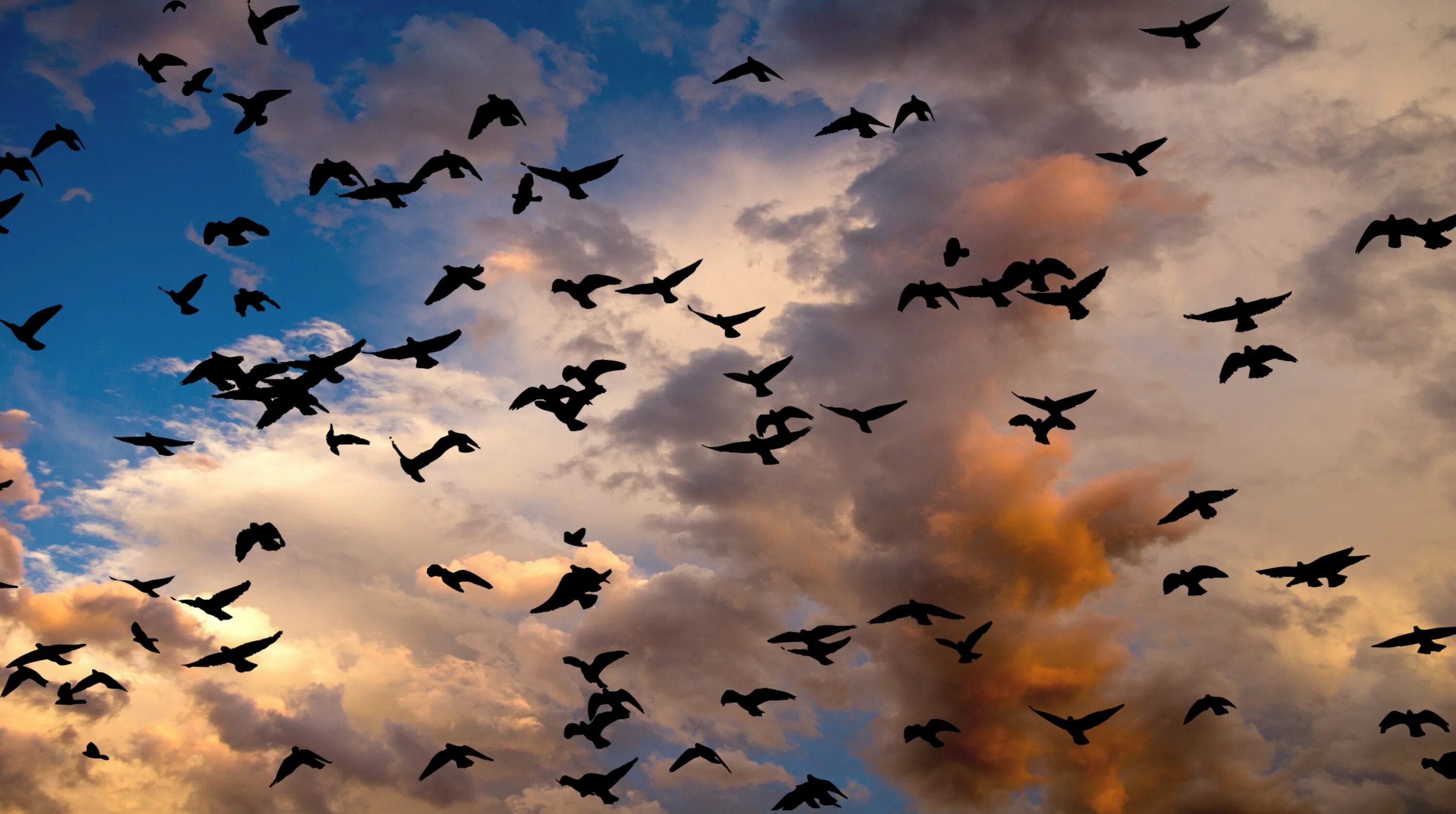 Стая птиц. Стая птиц в небе. Много птиц в небе. Миграция птиц.