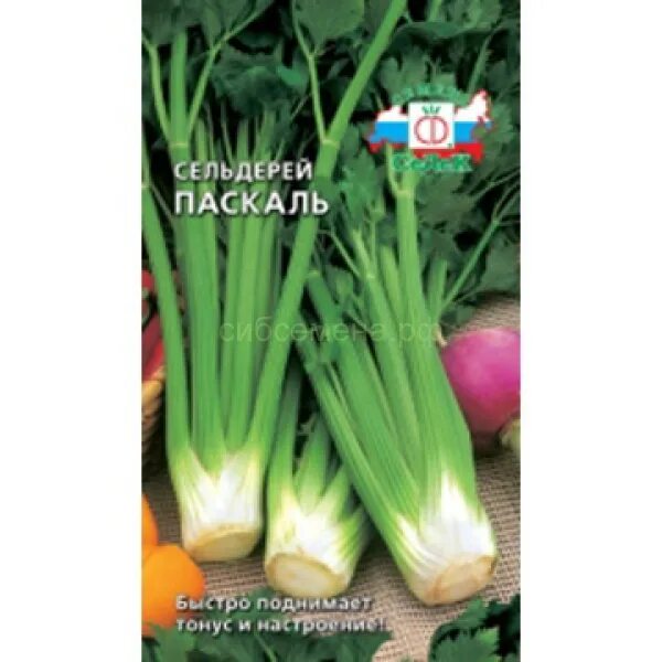 Сельдерей паскаль. Сельдерей гигант Восточный. Черешковый сельдерей гигант Востока. Сельдерей Паскаль черешковый. Сельдерей Паскаль черешковый фото.