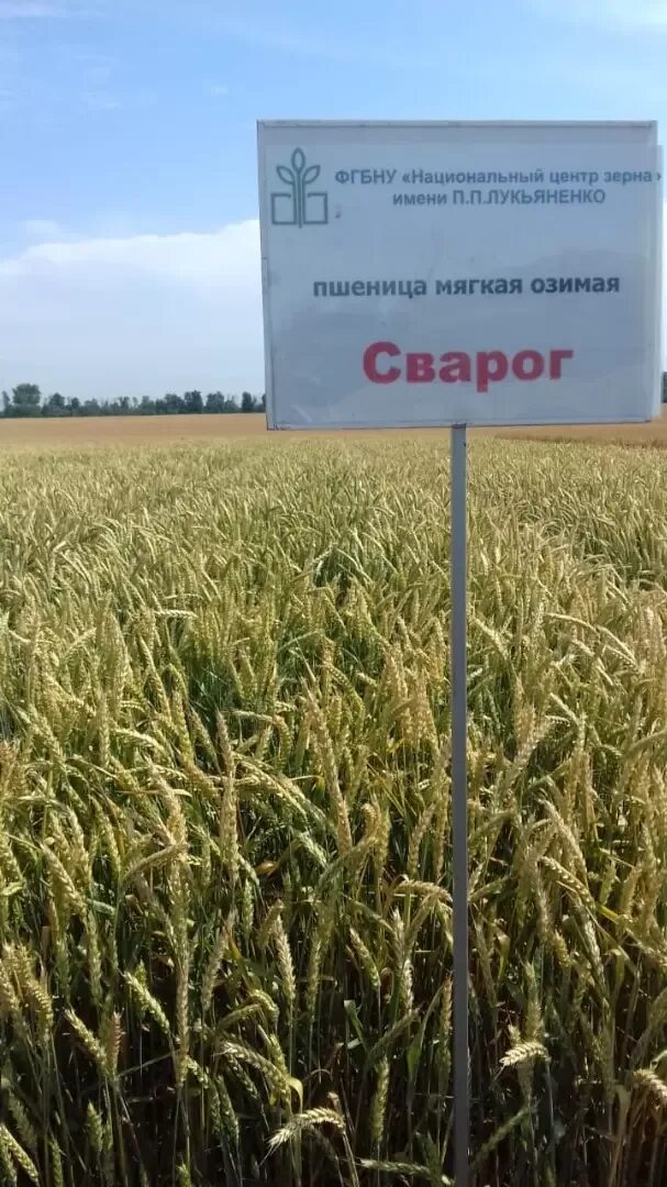 Пшеница кольчуга характеристика. Зерноградка 11 озимая пшеница. Пшеница кольчуга характеристика. Пшеница кольчуга характеристика. Гром сорт озимой пшеницы характеристика.