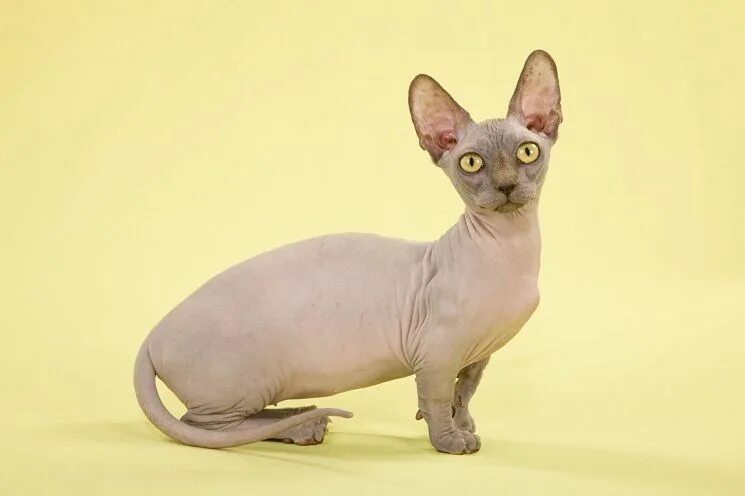 Кошка бамбино фото Bambino Cat Hairless cat, Cat behavior, Bambino cat