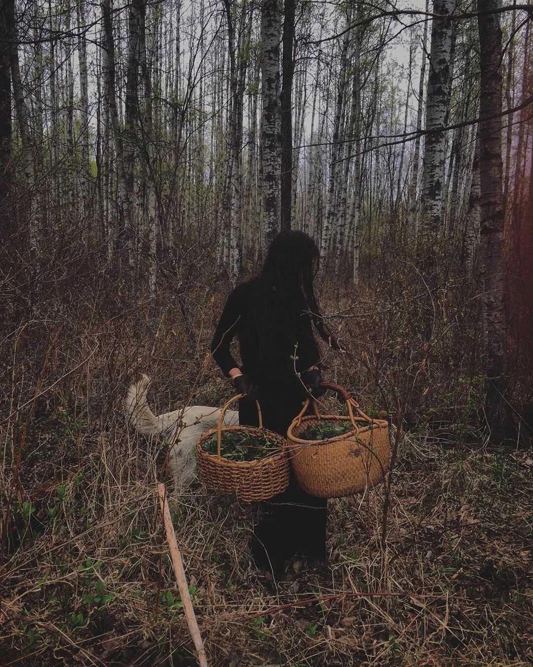 Ведьма проживает 7 жизнь. Лесная ведьма травница Эстетика. Колдунья в лесу. Ведьма в лесу. Ведьма фотосессия.