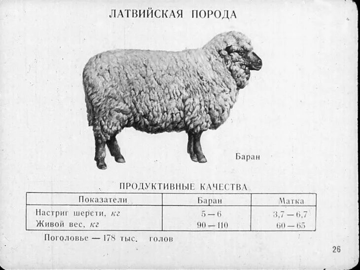 Тушинская порода овец характеристика. Породы овец схема. Размер овцы. Породы овец таблица. Сколько вес барана