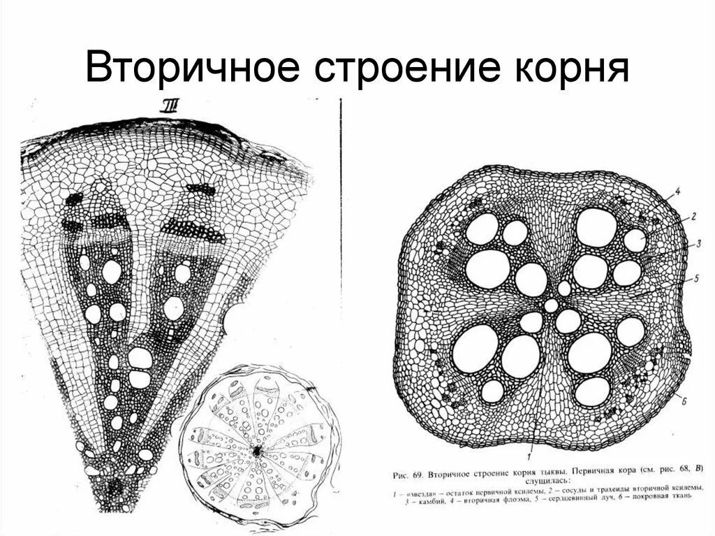 Структура поперечного среза корня тыквы. Вторичное строение корня тыквы на поперечном срезе. поперечный срез корня тыквы обыкновенной. поперечный срез корня тыквы строение. анатомическое строение корня тыквы.