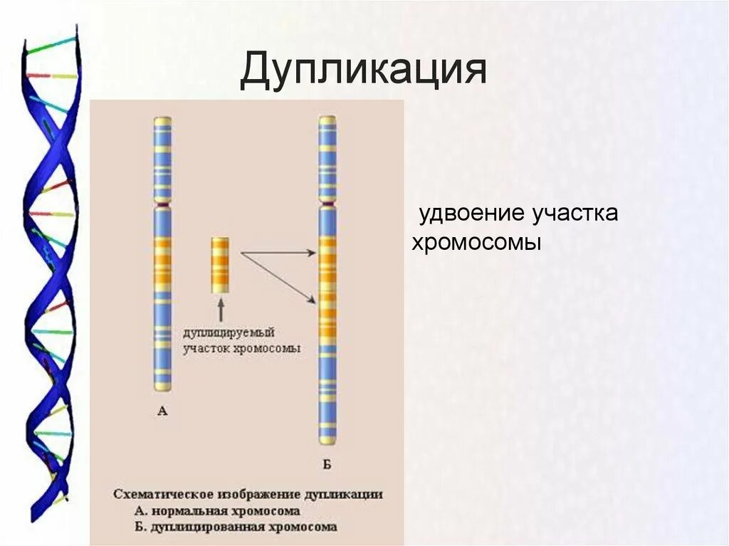 Удвоение генов в хромосоме