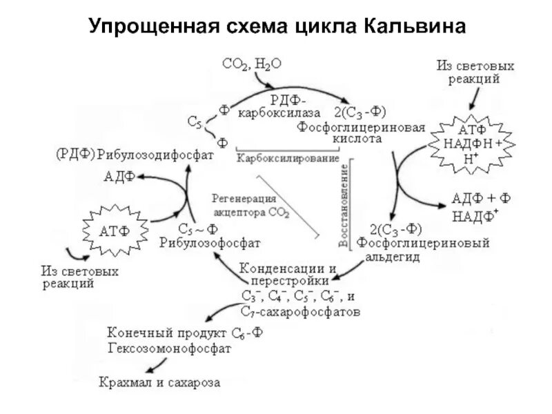 Протекают реакции цикла кальвина. Цикл Кальвина в фотосинтезе. Цикл Кальвина в фотосинтезе схема. Общая схема темновых реакций фотосинтеза цикл Кальвина. Темновая фаза фотосинтеза цикл Кальвина схема.