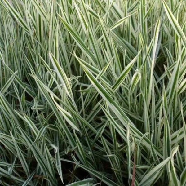 Гинура пурпурная. Трава бархат. Phellodendron amurense. Теневой газон. Трава бархат.