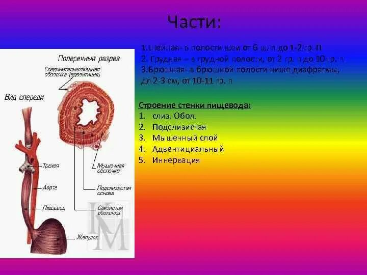 Собственные железы пищевода располагаются в. Концевые отделы желез пищевода. Железы пищевода (локализация, строение, функции)..